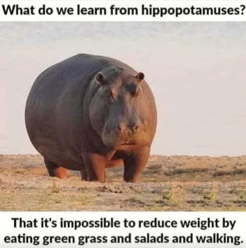 NLzrvPW7Rre_hippo.jpg